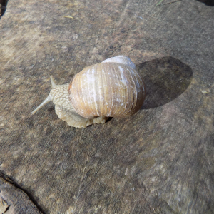 DSCN0022 hlemýžď zahradní.JPG