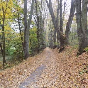 DSCN7534 strašidelná a zároveň krásná alej.JPG
