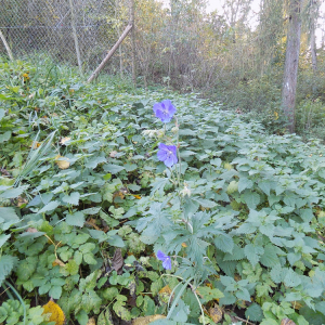 DSCN7674 kakost luční.JPG