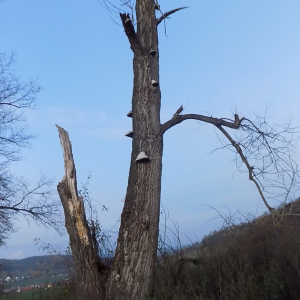 DSCN8155 topol s choroši.JPG